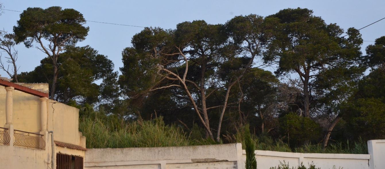 Illustration — À Kouba, un retraité arrose la rue devant sa maison chaque soir depuis douze étés et réclame désormais une plaque à son nom (Société)